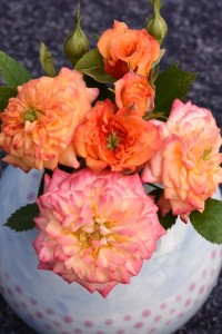 JENNY ROBINSON (miniature)